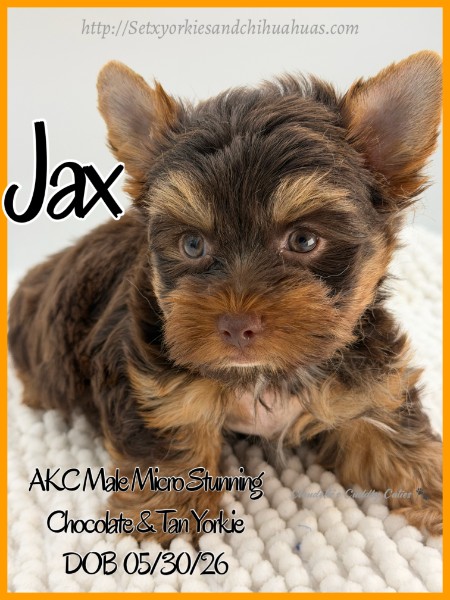 Southeast Texas Yorkies and Chihuahua Puppies for sale