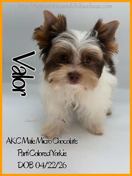 Southeast Texas Yorkies and Chihuahua Puppies for sale