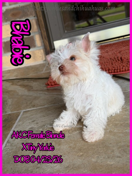 Southeast Texas Yorkies and Chihuahua Puppies for sale