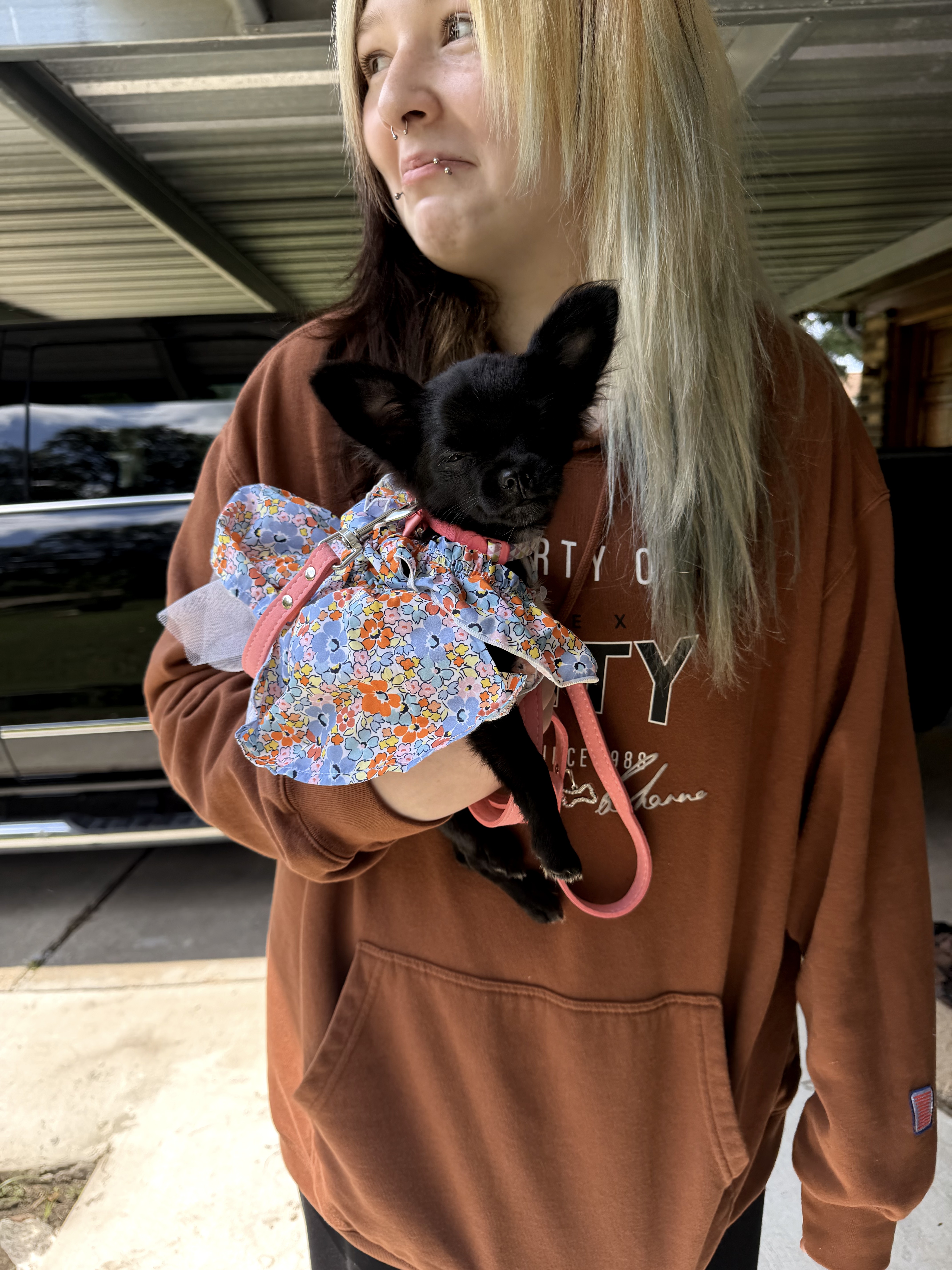 AKC Registered Yorkie and Chihuahua puppies - Southeast Texas Angel Face Yorkies and Charming Chihuahuas 