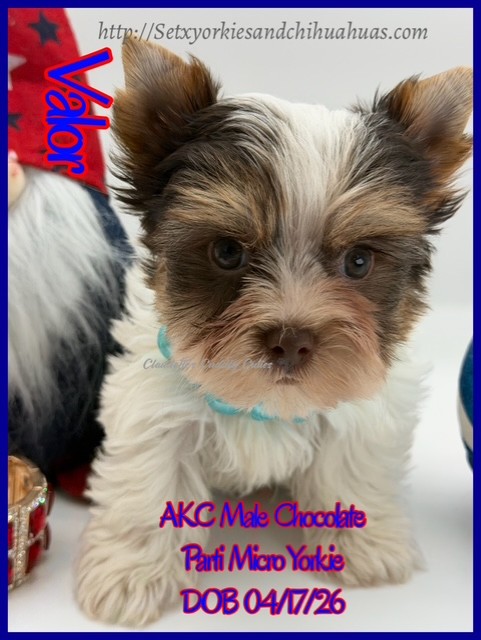 Southeast Texas Yorkies and Chihuahua Puppies for sale