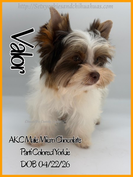 Southeast Texas Yorkies and Chihuahua Puppies for sale