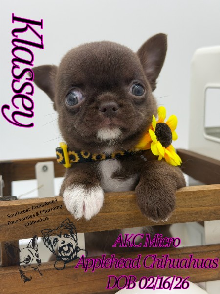 Southeast Texas Yorkies and Chihuahua Puppies for sale