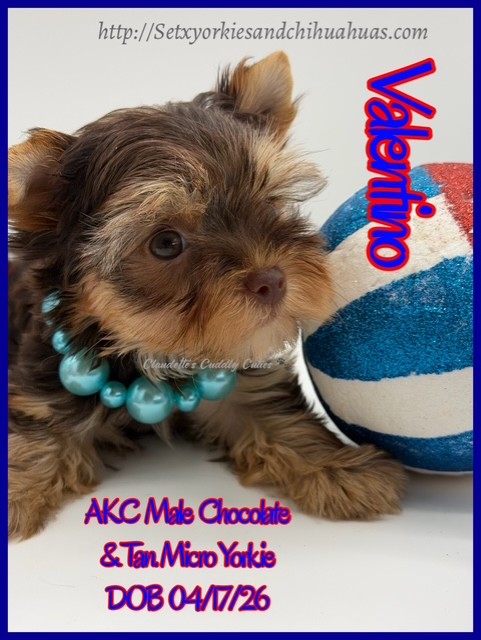 Southeast Texas Yorkies and Chihuahua Puppies for sale