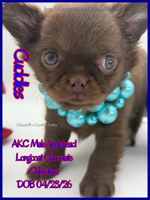 Southeast Texas Yorkies and Chihuahua Puppies for sale
