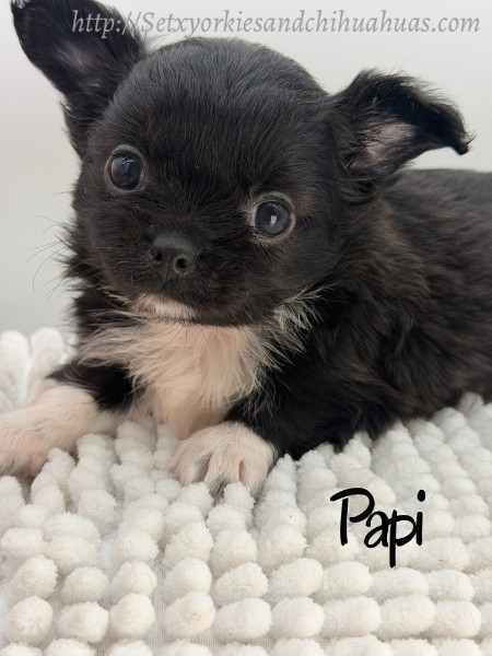 Southeast Texas Yorkies and Chihuahua Puppies