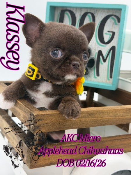 Southeast Texas Yorkies and Chihuahua Puppies