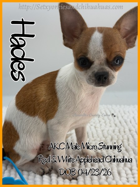 Southeast Texas Yorkies and Chihuahua Puppies