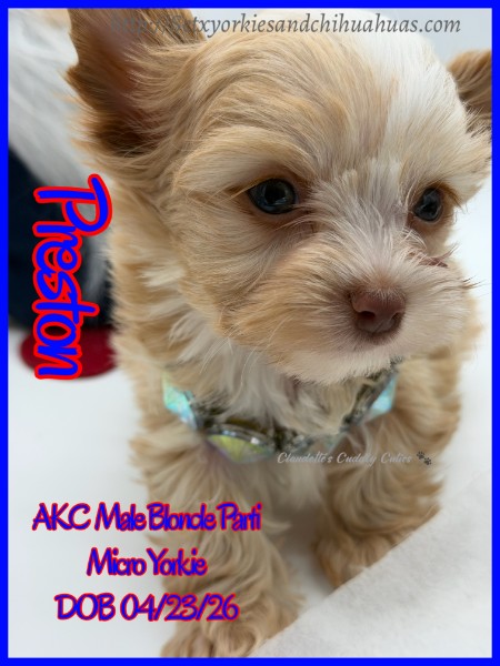 Southeast Texas Yorkies and Chihuahua Puppies for sale