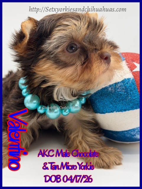 Southeast Texas Yorkies and Chihuahua Puppies for sale