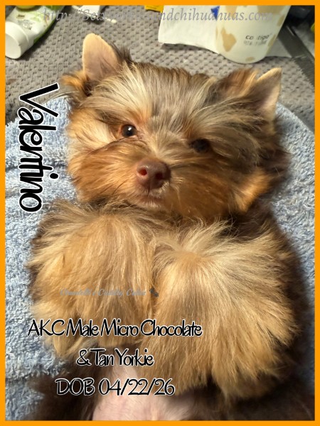 Southeast Texas Yorkies and Chihuahua Puppies for sale
