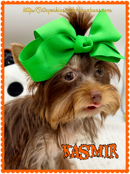 Southeast Texas Yorkies and Chihuahua Puppies for sale