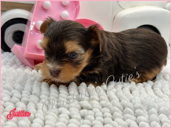Southeast Texas Angel Face Chihuahua and Yorkie Puppies