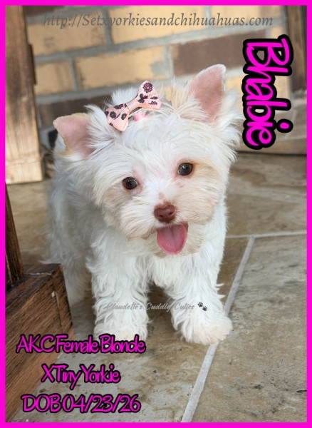 Southeast Texas Yorkies and Chihuahua Puppies