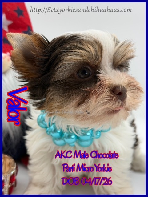 Southeast Texas Yorkies and Chihuahua Puppies for sale
