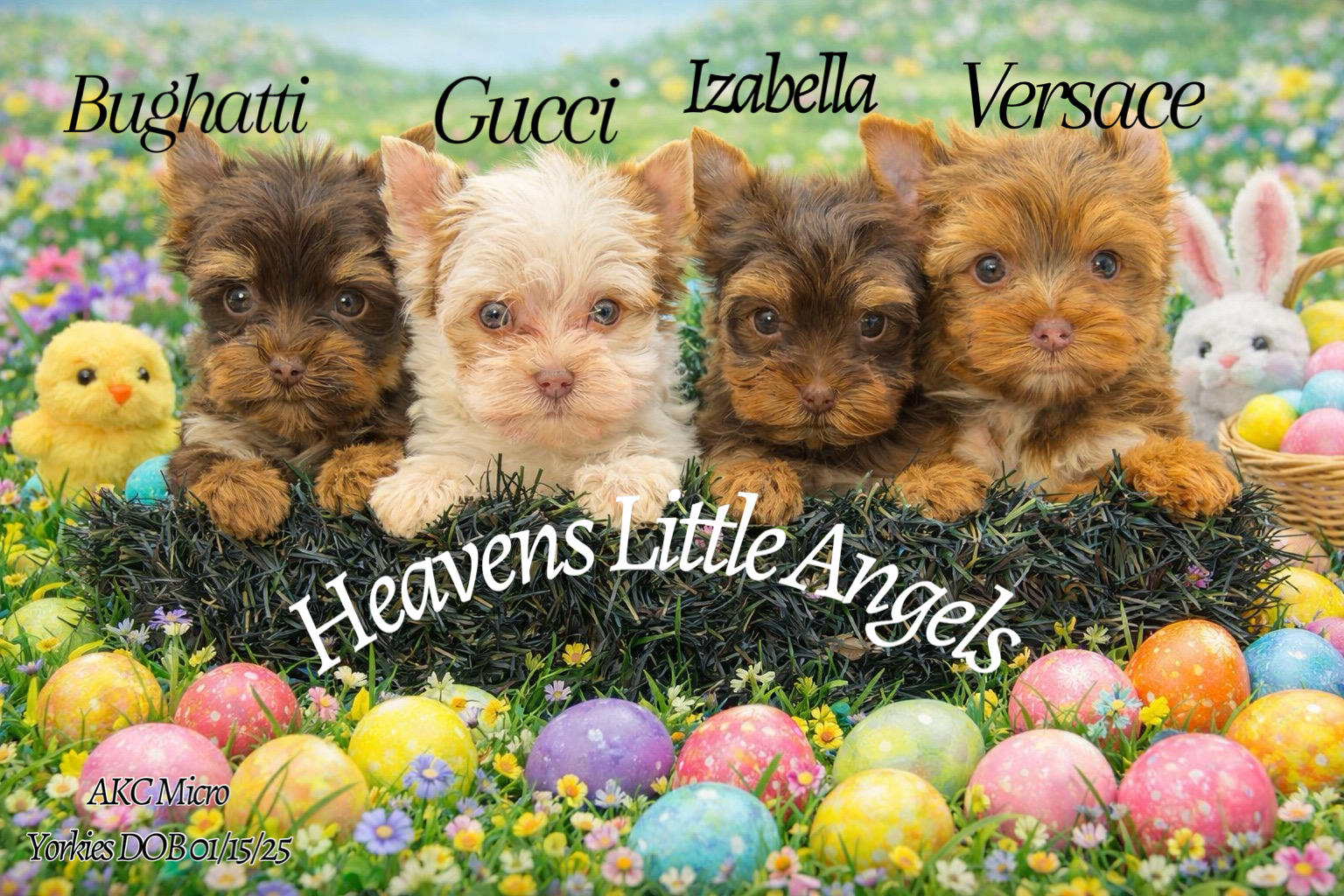 Yorkie Puppies