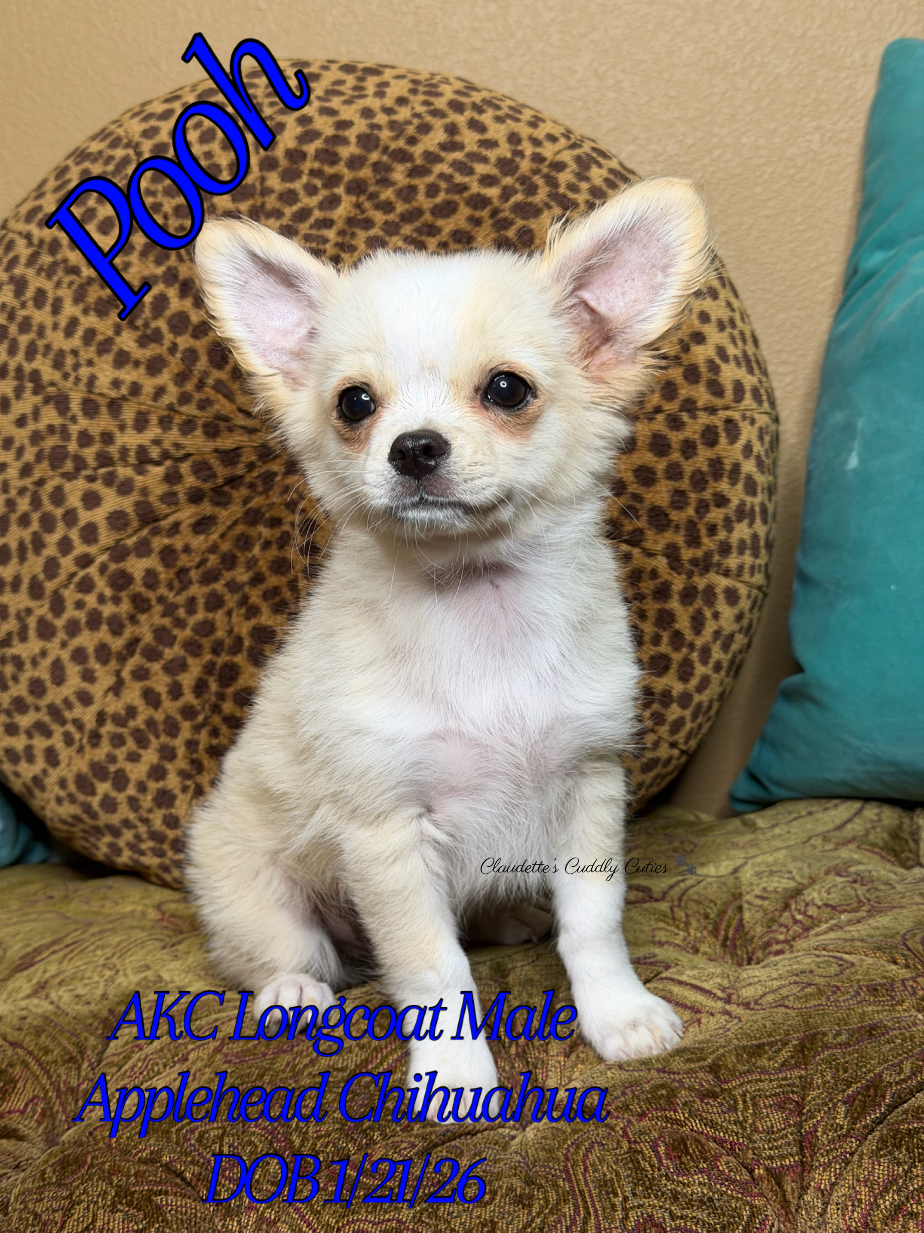 Southeast Texas Yorkies and Chihuahua Puppies