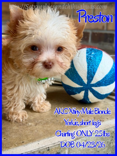 Southeast Texas Yorkies and Chihuahua Puppies for sale