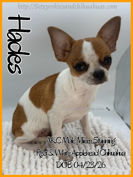 Southeast Texas Yorkies and Chihuahua Puppies for sale