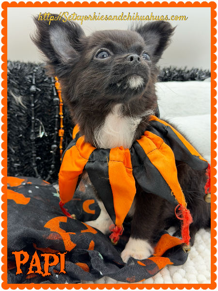 Southeast Texas Yorkies and Chihuahua Puppies for sale