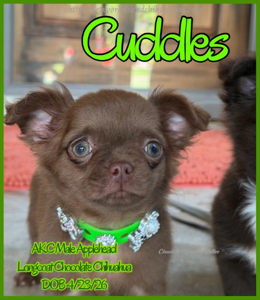 Southeast Texas Yorkies and Chihuahua Puppies for sale
