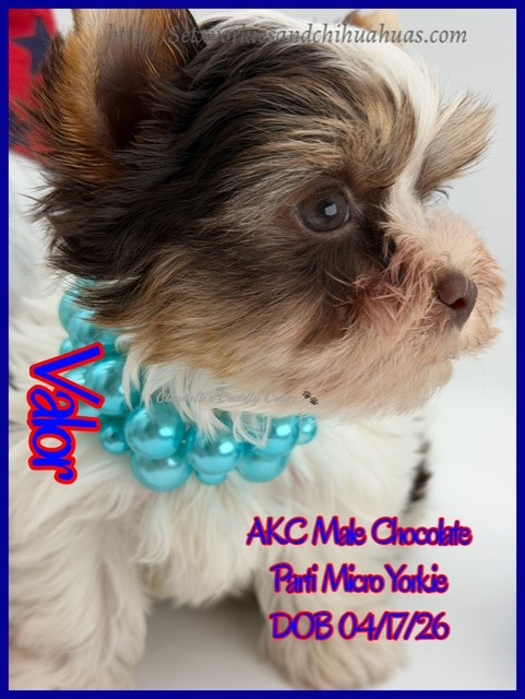 Southeast Texas Yorkies and Chihuahua Puppies