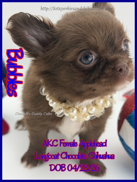 Southeast Texas Yorkies and Chihuahua Puppies