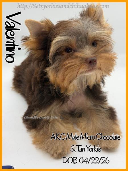 Southeast Texas Yorkies and Chihuahua Puppies for sale