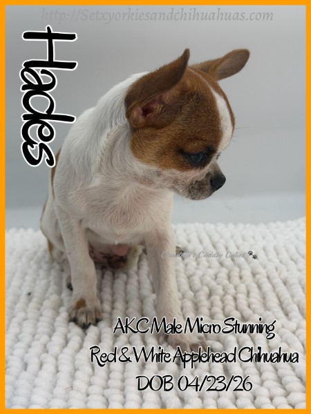 Southeast Texas Yorkies and Chihuahua Puppies for sale