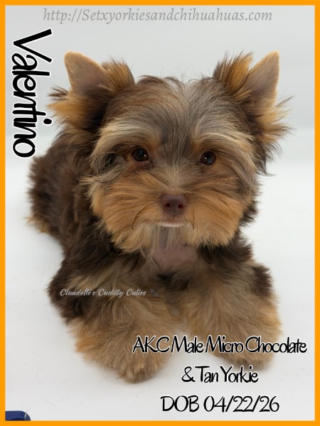 Southeast Texas Yorkies and Chihuahua Puppies for sale