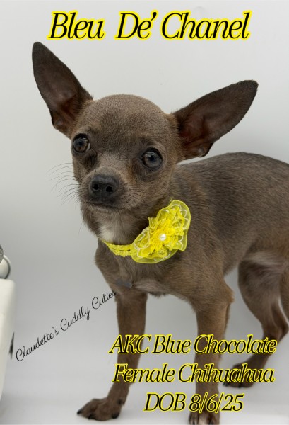 Southeast Texas Yorkies and Chihuahua Puppies for sale