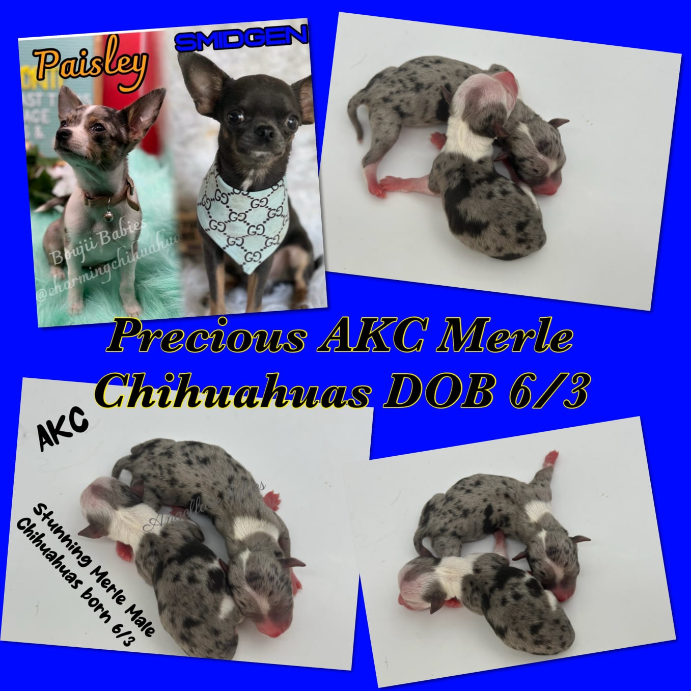 Southeast Texas Angel Face Yorkies & Charming Chihuahuas  Specializing in raising quality Teacup Angel Face Yorkies in Parti, Chocolate & Traditional, Chihuahua's in Blue, Merle, and Chocolate in Southeast Texas
