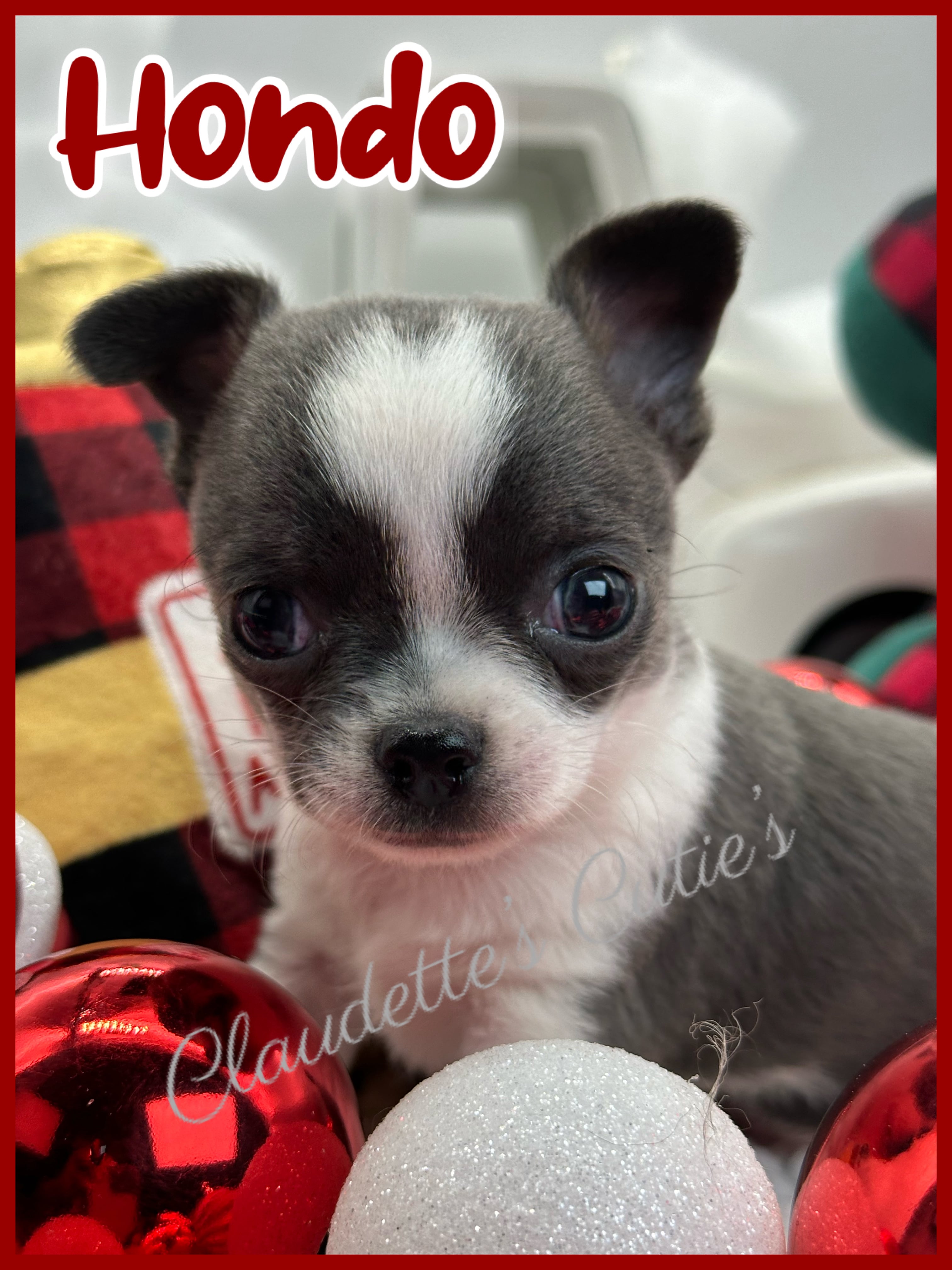 Southeast Texas Angel Face Chihuahua and Yorkie Puppies