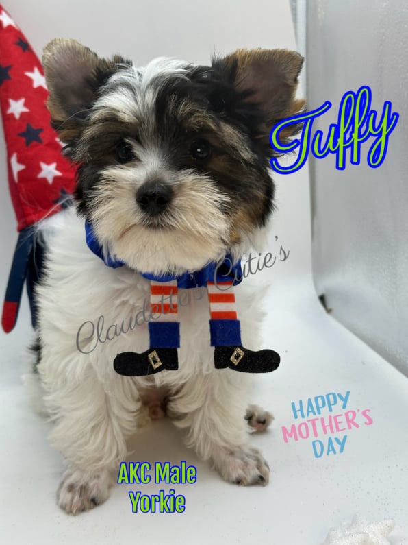 Southeast Texas Angel Face Chihuahua and Yorkie Puppies