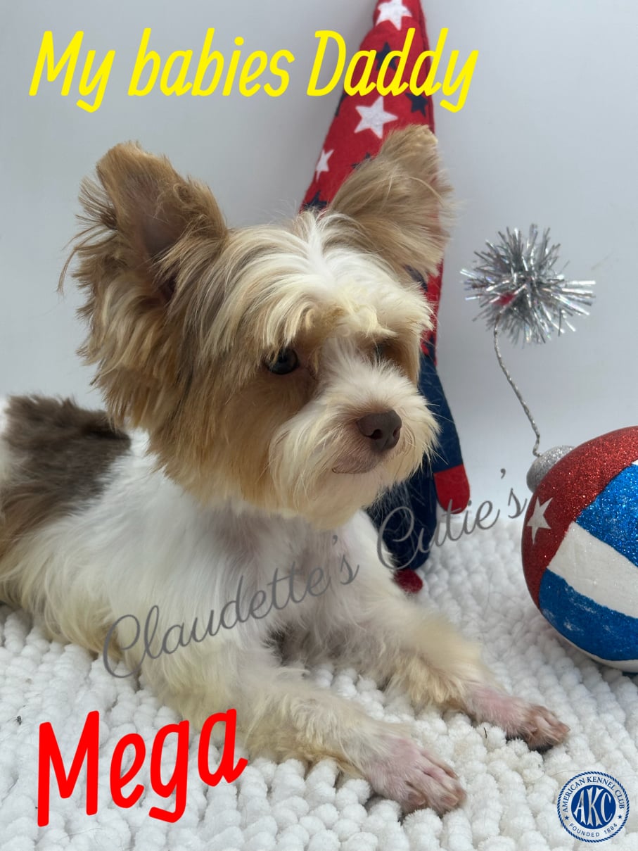 AKC Registered Yorkie and Chihuahua puppies - Southeast Texas Angel Face Yorkies and Charming Chihuahuas 