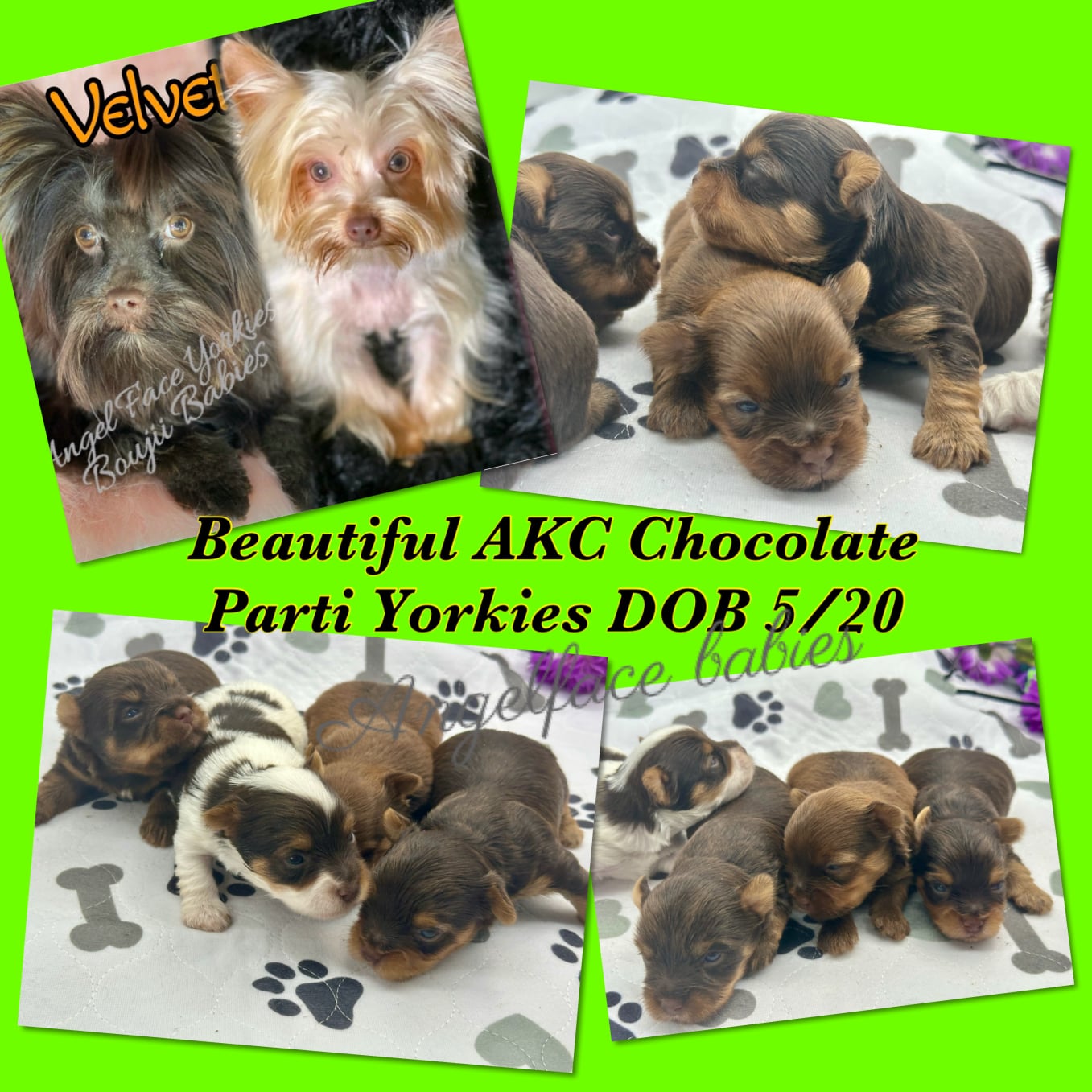 Southeast Texas Angel Face Yorkies & Charming Chihuahuas  Specializing in raising quality Teacup Angel Face Yorkies in Parti, Chocolate & Traditional, Chihuahua's in Blue, Merle, and Chocolate in Southeast Texas