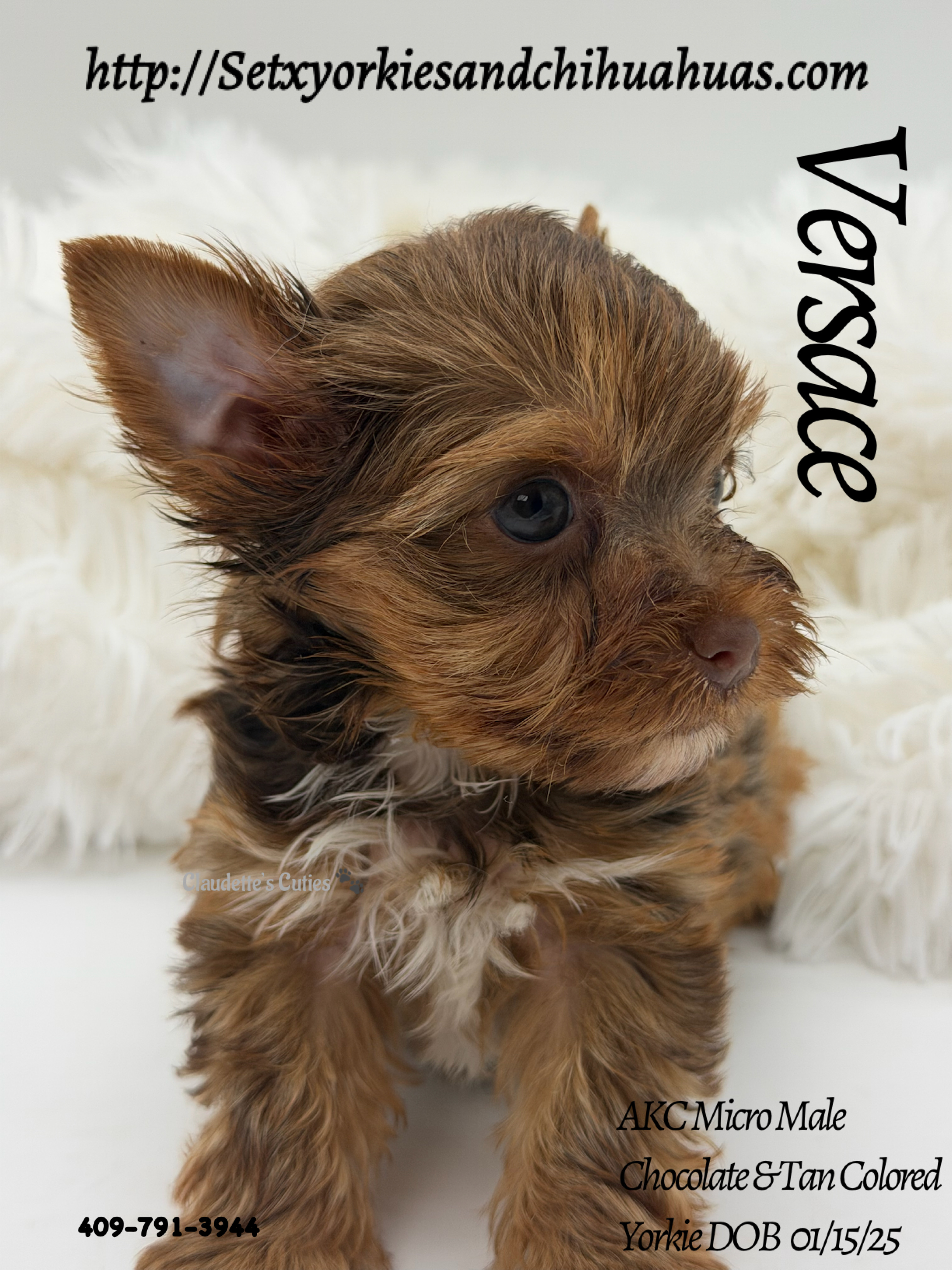 Southeast Texas Yorkies and Chihuahua Puppies for sale