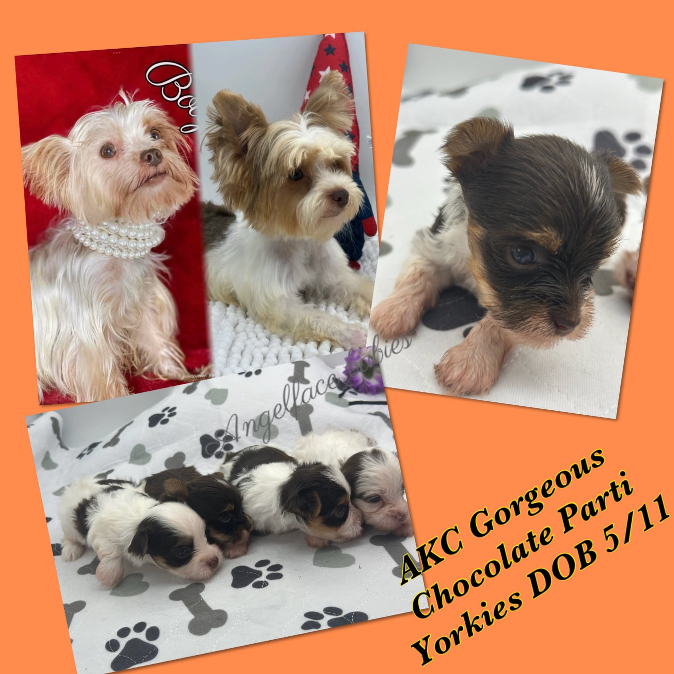 Southeast Texas Angel Face Yorkies & Charming Chihuahuas  Specializing in raising quality Teacup Angel Face Yorkies in Parti, Chocolate & Traditional, Chihuahua's in Blue, Merle, and Chocolate in Southeast Texas