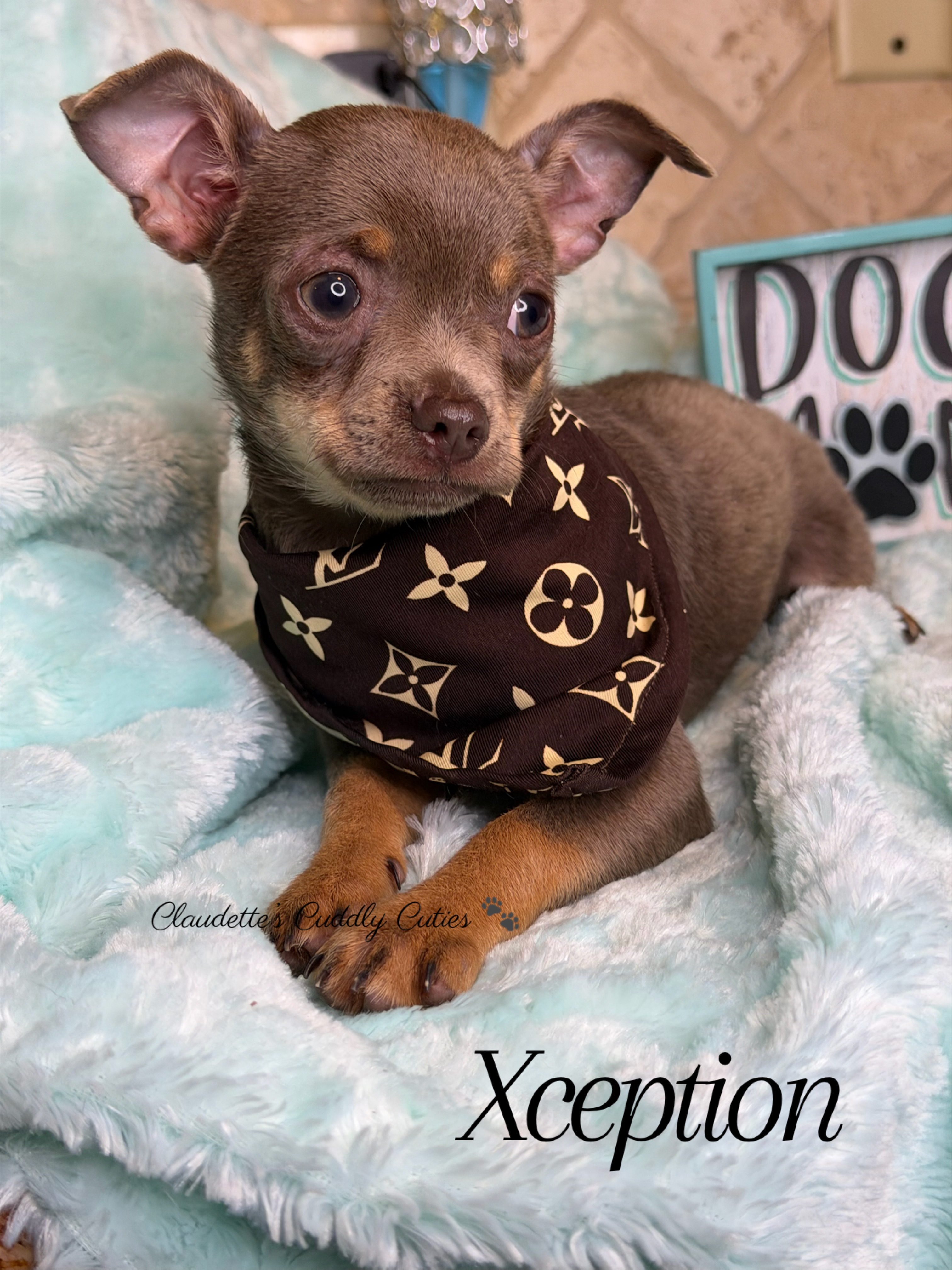 Southeast Texas Yorkies and Chihuahua Puppies for sale