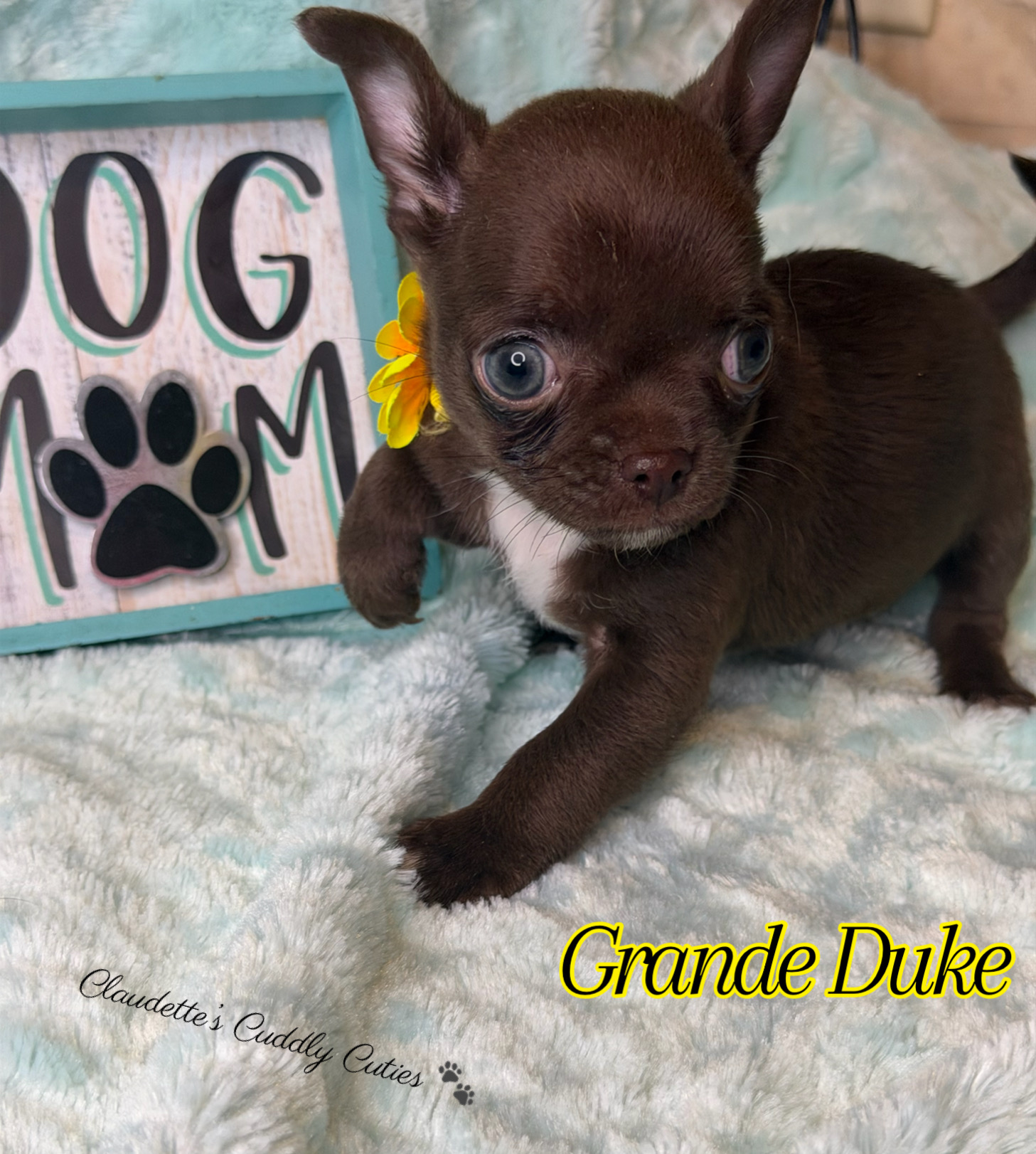 Southeast Texas Yorkies and Chihuahua Puppies for sale