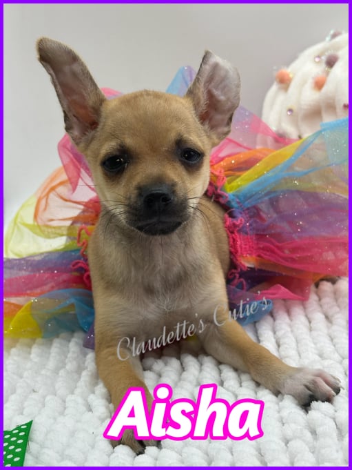 Southeast Texas Angel Face Chihuahua and Yorkie Puppies