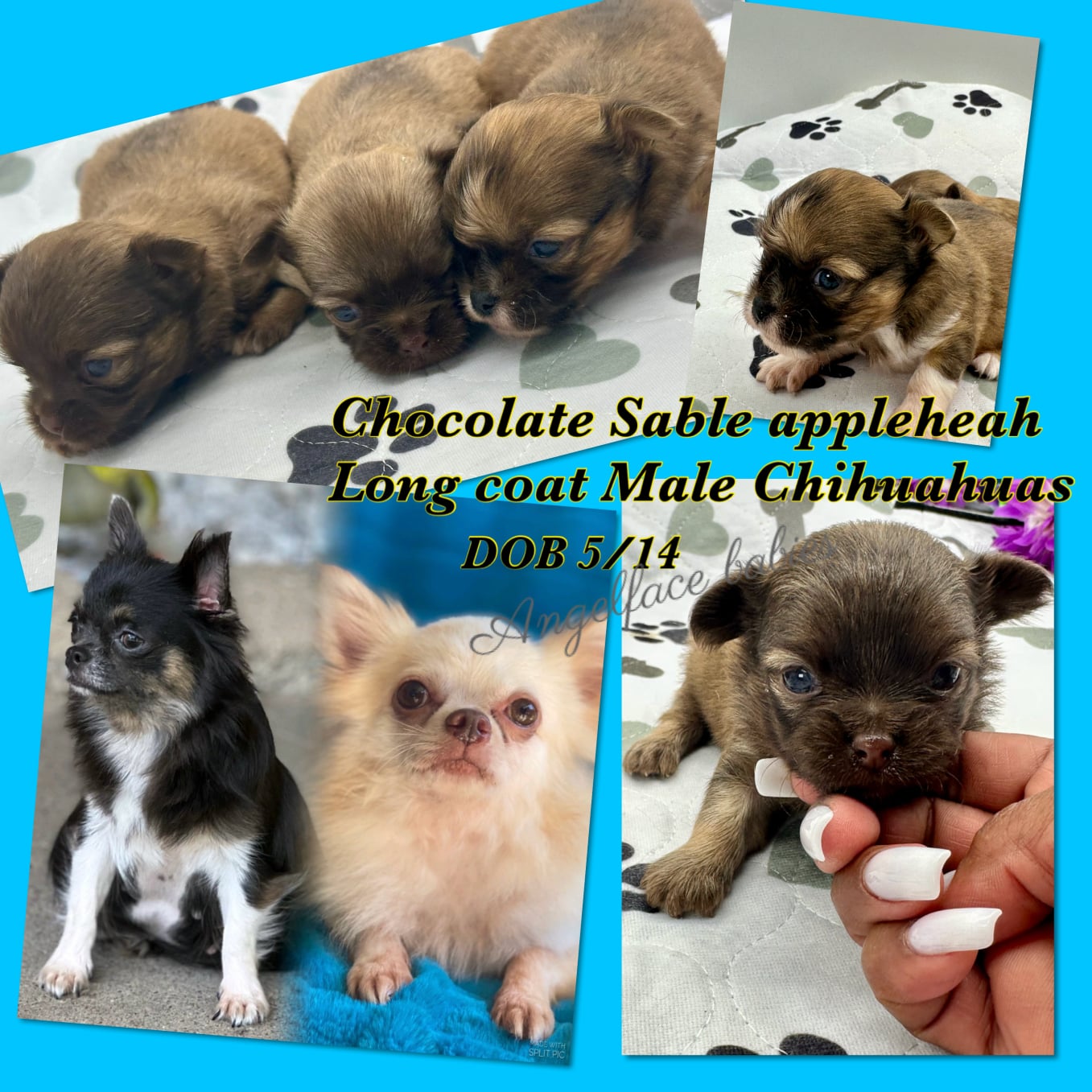 Southeast Texas Angel Face Yorkies & Charming Chihuahuas  Specializing in raising quality Teacup Angel Face Yorkies in Parti, Chocolate & Traditional, Chihuahua's in Blue, Merle, and Chocolate in Southeast Texas