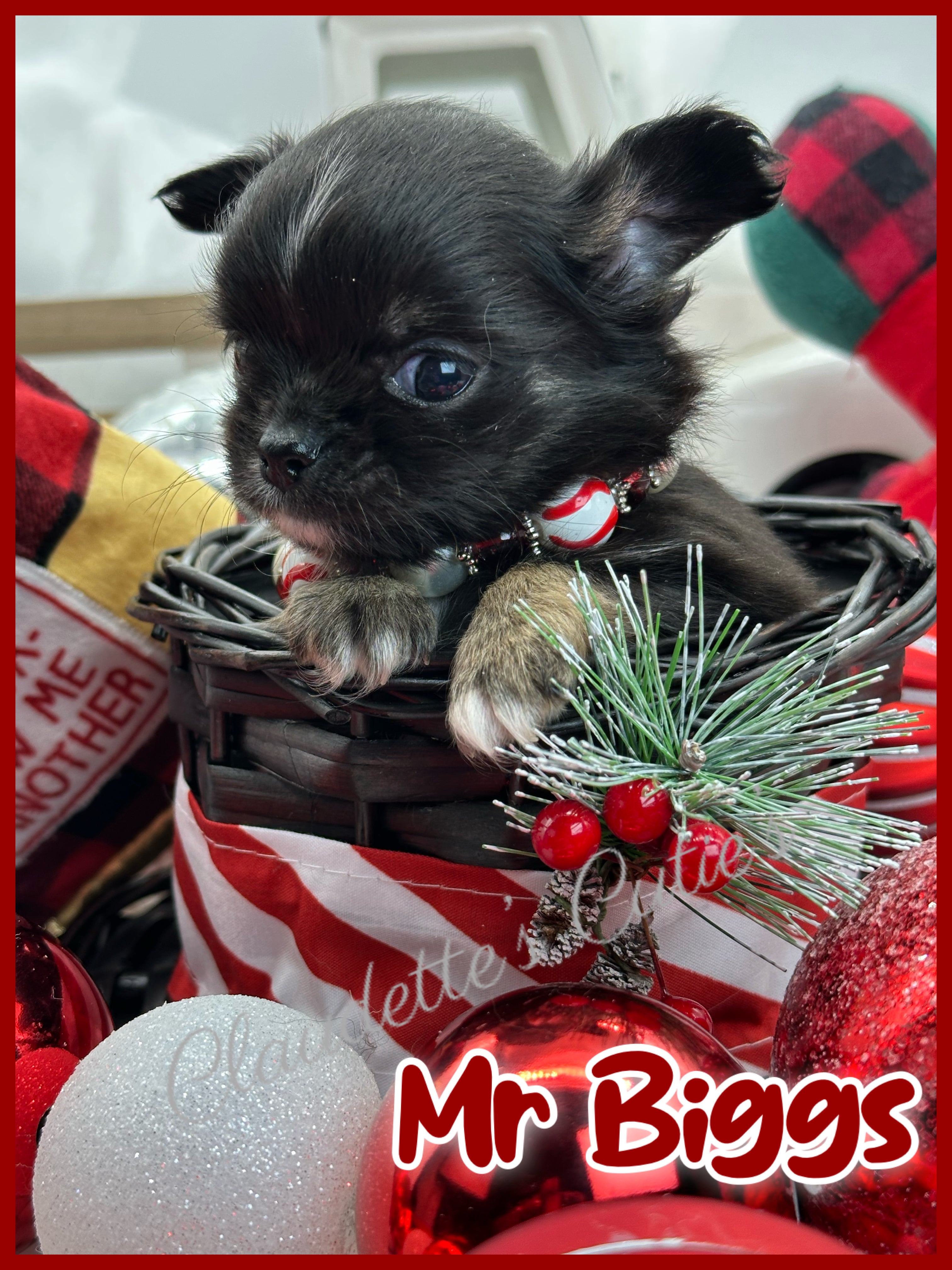 Southeast Texas Angel Face Chihuahua and Yorkie Puppies