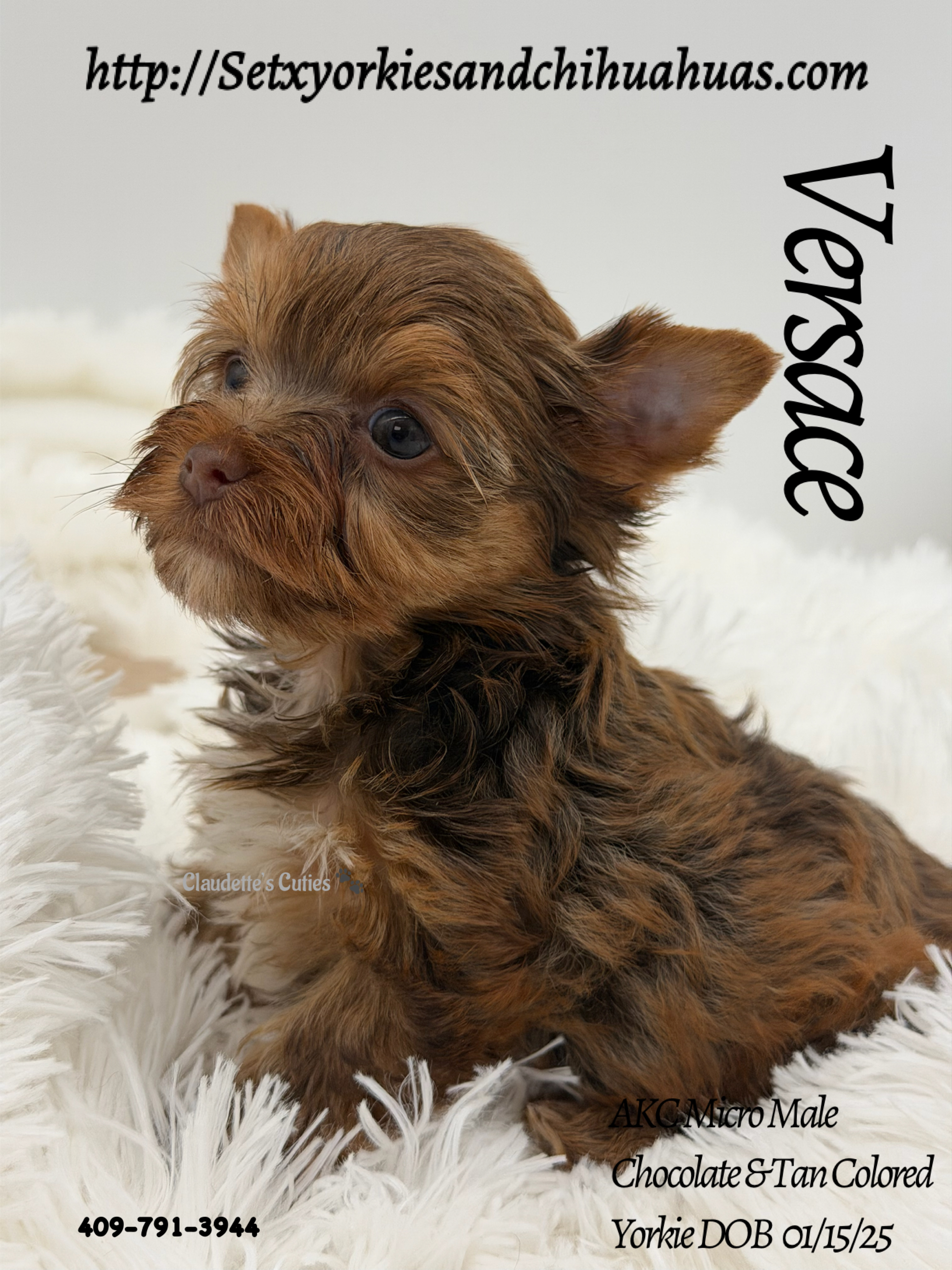 Southeast Texas Yorkies and Chihuahua Puppies for sale