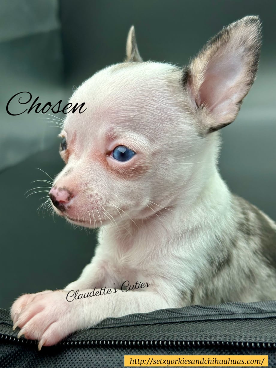 AKC Registered Yorkie and Chihuahua puppies - Southeast Texas Angel Face Yorkies and Charming Chihuahuas 