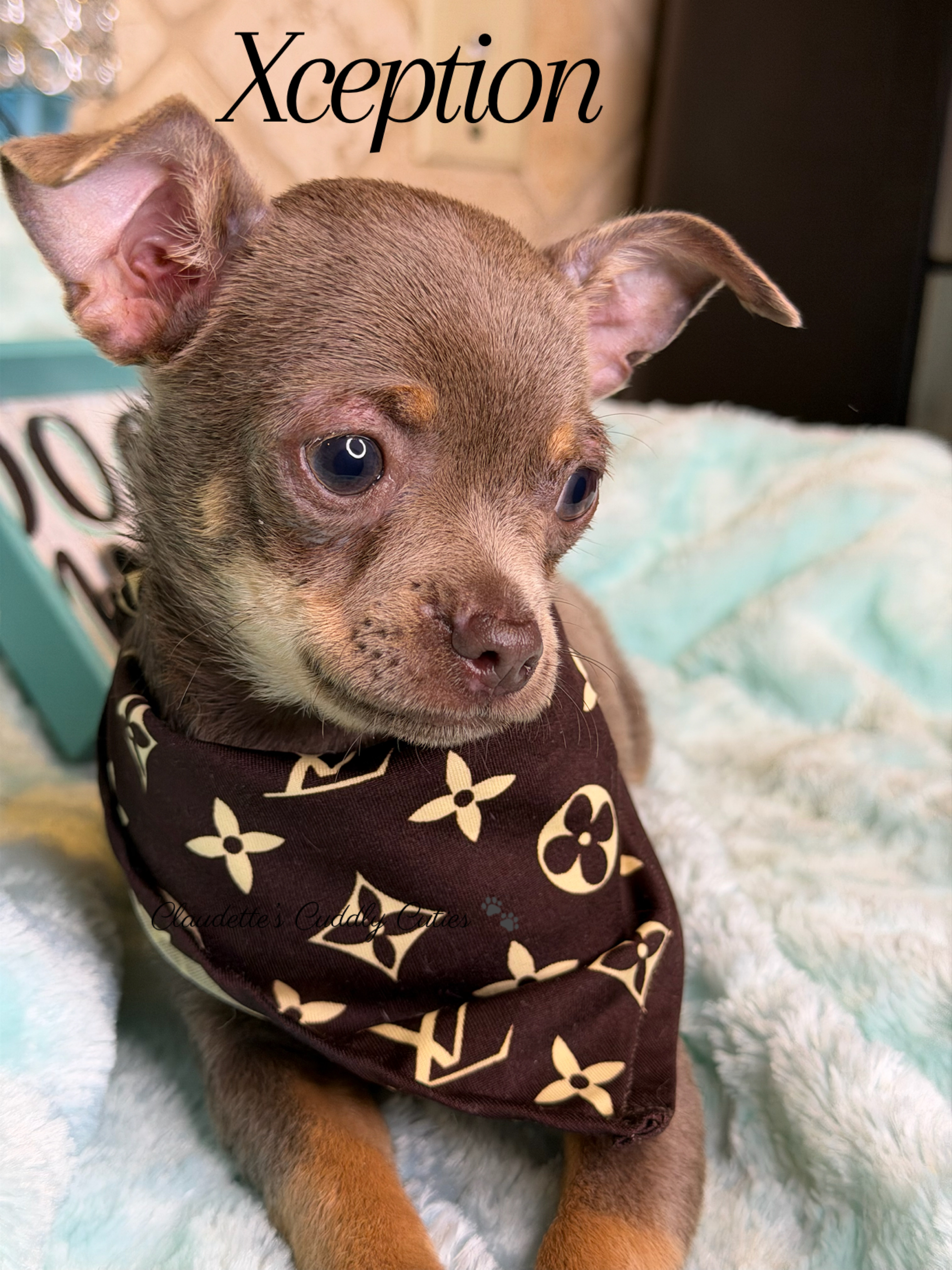 Southeast Texas Yorkies and Chihuahua Puppies