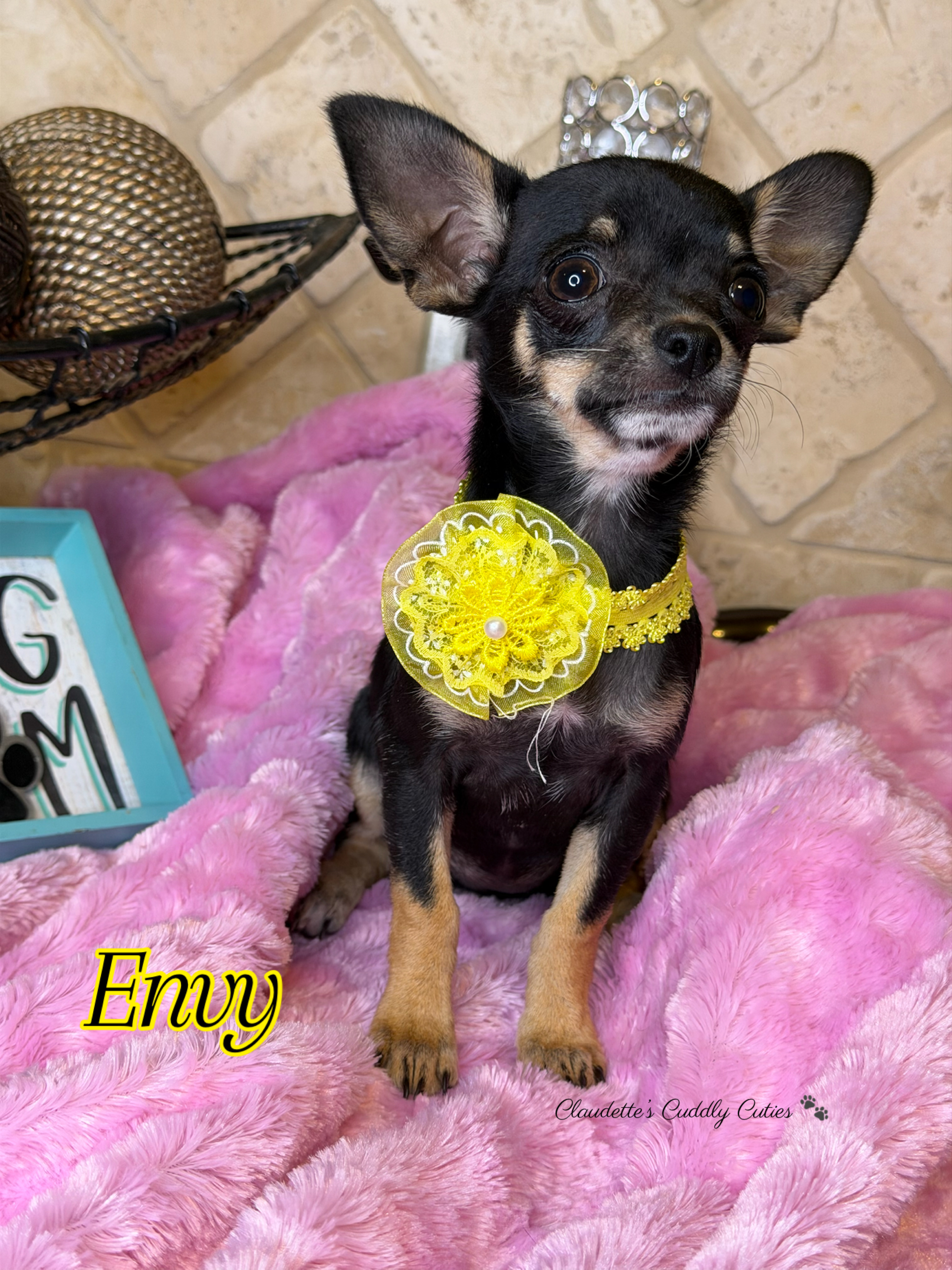 Southeast Texas Yorkies and Chihuahua Puppies for sale