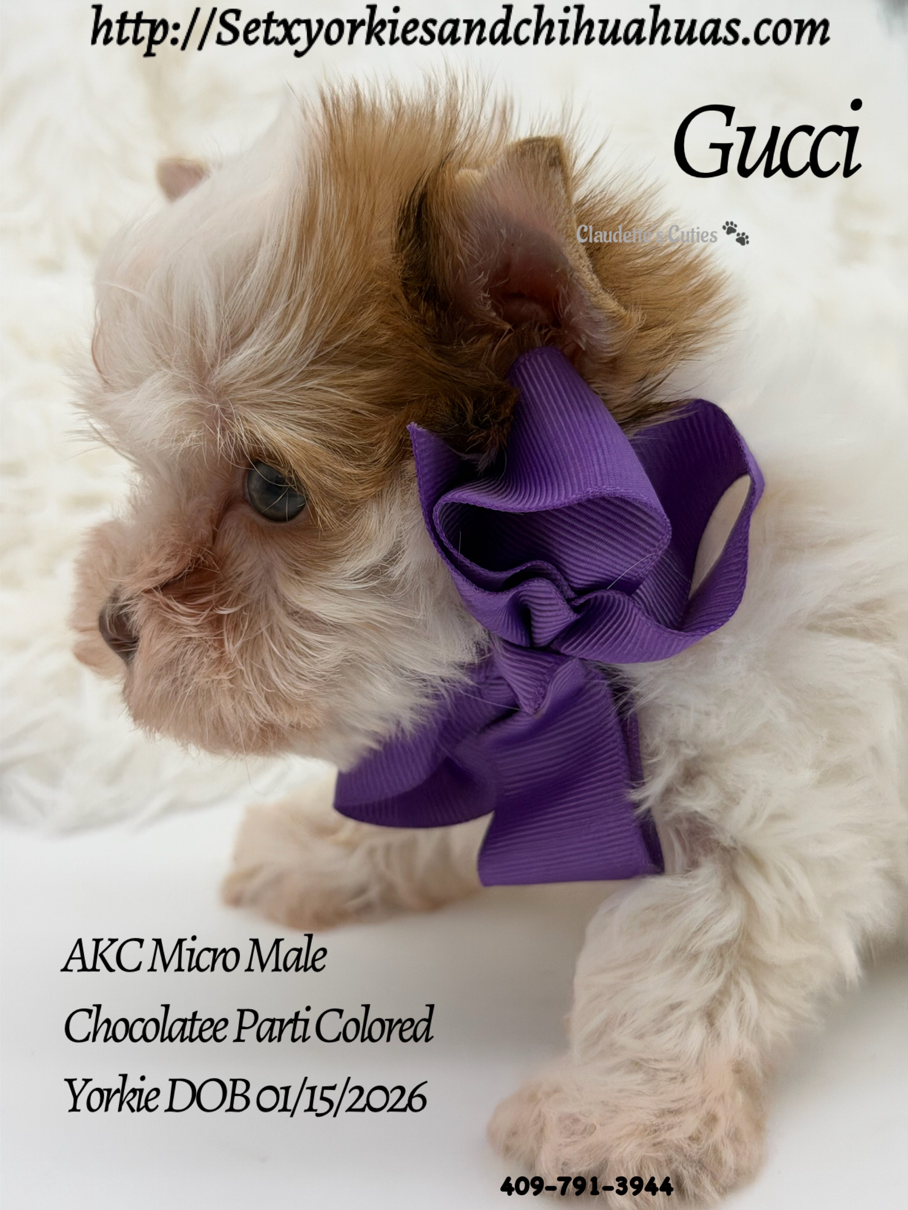 Southeast Texas Yorkies and Chihuahua Puppies for sale