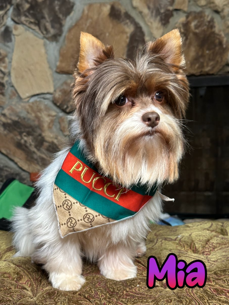 AKC Registered Yorkie and Chihuahua puppies - Southeast Texas Angel Face Yorkies and Charming Chihuahuas 