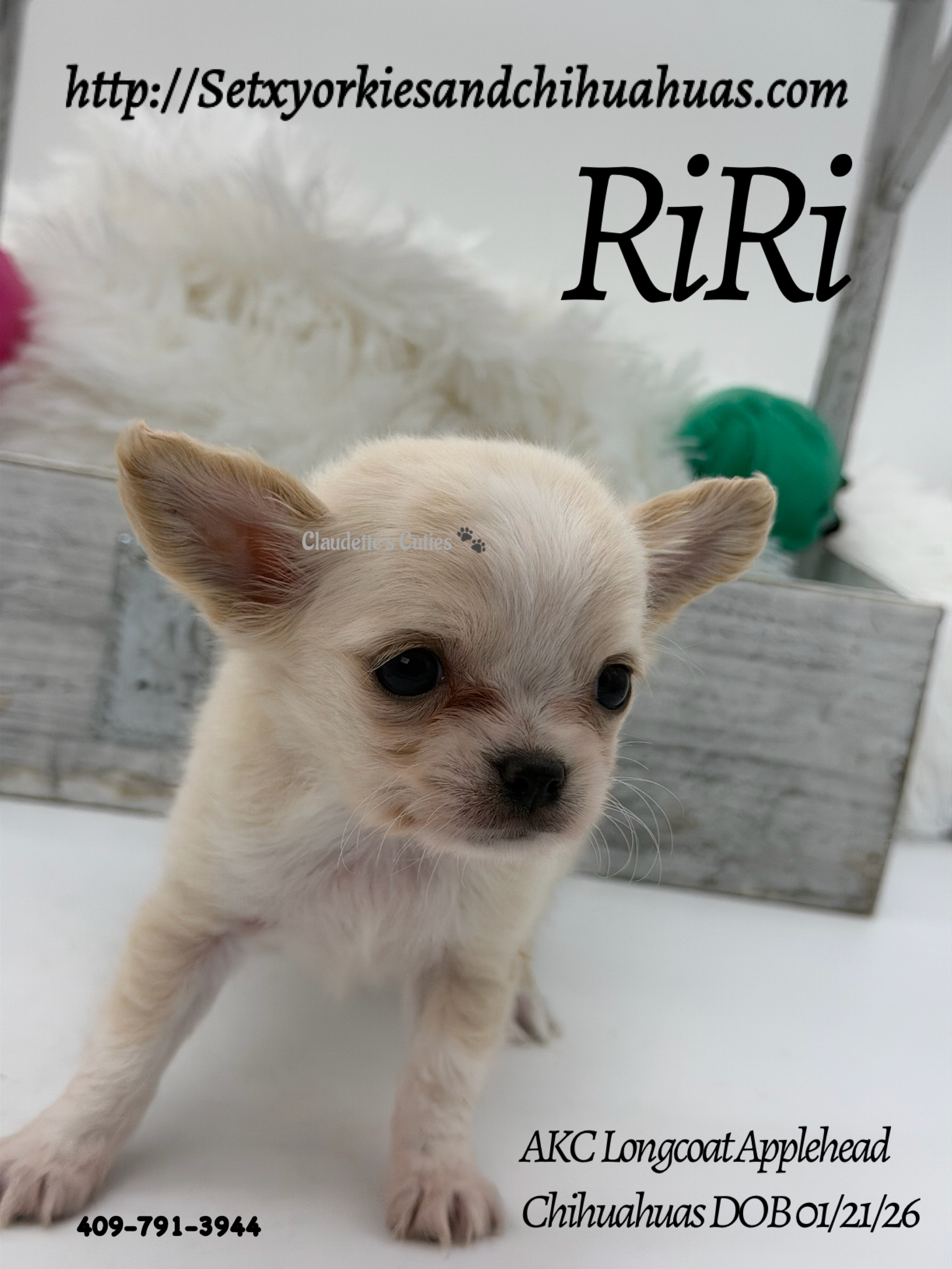 Southeast Texas Yorkies and Chihuahua Puppies for sale